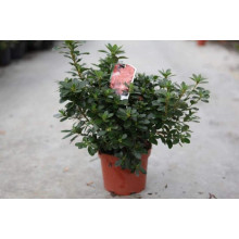 Рододендрон Гейша Оранж / Азалія | Рододендрон Гейша Оранж / Азалия | Rhododendron Geisha Orange / Azalea