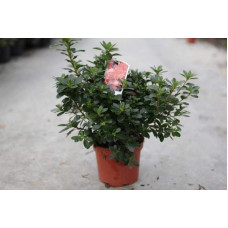 Рододендрон Гейша Оранж / Азалія | Рододендрон Гейша Оранж / Азалия | Rhododendron Geisha Orange / Azalea