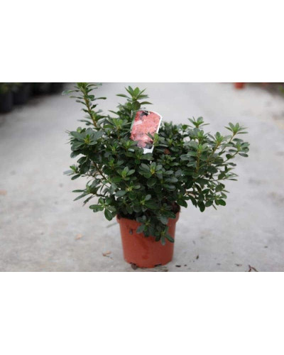 Рододендрон Гейша Оранж / Азалія | Рододендрон Гейша Оранж / Азалия | Rhododendron Geisha Orange / Azalea