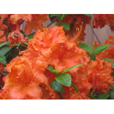 Рододендрон Гейша Оранж / Азалія | Рододендрон Гейша Оранж / Азалия | Rhododendron Geisha Orange / Azalea