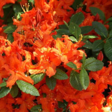 Рододендрон Гейша Оранж / Азалія | Рододендрон Гейша Оранж / Азалия | Rhododendron Geisha Orange / Azalea