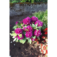Рододендрон гібридний Марсель Менард | Rhododendron Marcel Menard | Рододендрон Марсель Менард
