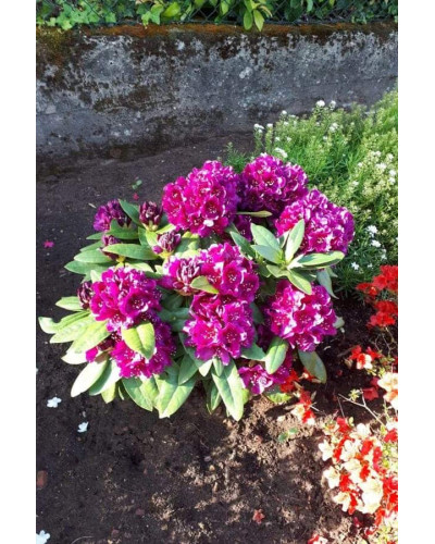 Рододендрон гібридний Марсель Менард | Rhododendron Marcel Menard | Рододендрон Марсель Менард