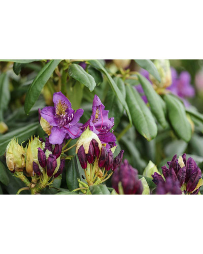 Рододендрон гібридний Марсель Менард | Rhododendron Marcel Menard | Рододендрон Марсель Менард