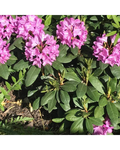 Рододендрон гібридний Марсель Менард | Rhododendron Marcel Menard | Рододендрон Марсель Менард