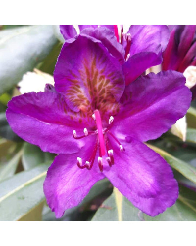 Рододендрон гібридний Марсель Менард | Rhododendron Marcel Menard | Рододендрон Марсель Менард