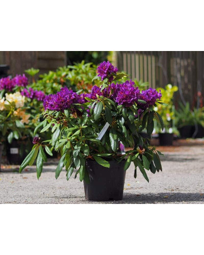 Рододендрон гібридний Марсель Менард | Rhododendron Marcel Menard | Рододендрон Марсель Менард