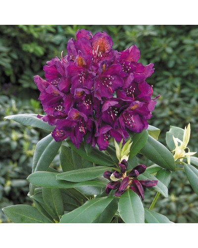 Рододендрон гібридний Марсель Менард | Rhododendron Marcel Menard | Рододендрон Марсель Менард