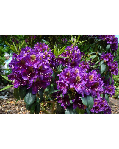 Рододендрон гібридний Марсель Менард | Rhododendron Marcel Menard | Рододендрон Марсель Менард
