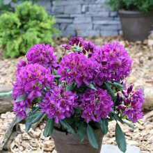 Рододендрон гібридний Марсель Менард | Rhododendron Marcel Menard | Рододендрон Марсель Менард