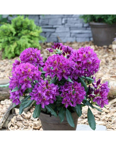 Рододендрон гібридний Марсель Менард | Rhododendron Marcel Menard | Рододендрон Марсель Менард