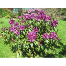 Рододендрон гібридний Марсель Менард | Rhododendron Marcel Menard | Рододендрон Марсель Менард