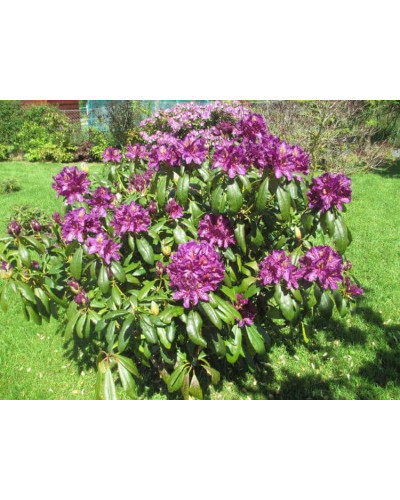 Рододендрон гібридний Марсель Менард | Rhododendron Marcel Menard | Рододендрон Марсель Менард