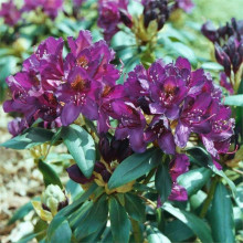 Рододендрон гібридний Марсель Менард | Rhododendron Marcel Menard | Рододендрон Марсель Менард