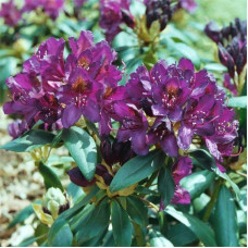 Рододендрон гібридний Марсель Менард | Rhododendron Marcel Menard | Рододендрон Марсель Менард