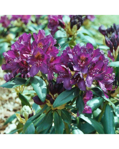 Рододендрон гібридний Марсель Менард | Rhododendron Marcel Menard | Рододендрон Марсель Менард