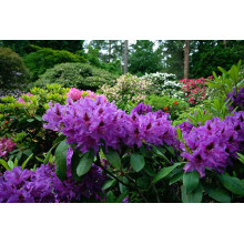 Рододендрон гібридний Марсель Менард | Rhododendron Marcel Menard | Рододендрон Марсель Менард