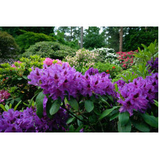 Рододендрон гібридний Марсель Менард | Rhododendron Marcel Menard | Рододендрон Марсель Менард