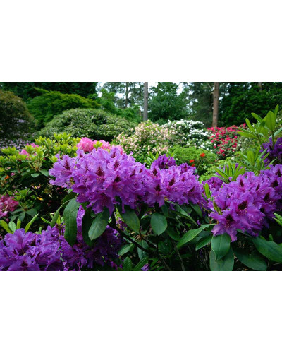 Рододендрон гібридний Марсель Менард | Rhododendron Marcel Menard | Рододендрон Марсель Менард
