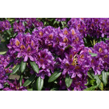 Рододендрон гібридний Марсель Менард | Rhododendron Marcel Menard | Рододендрон Марсель Менард