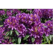 Рододендрон гібридний Марсель Менард | Rhododendron Marcel Menard | Рододендрон Марсель Менард