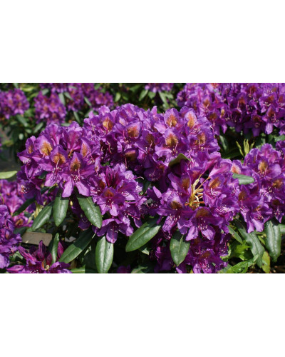 Рододендрон гібридний Марсель Менард | Rhododendron Marcel Menard | Рододендрон Марсель Менард