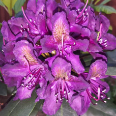 Рододендрон гібридний Марсель Менард | Rhododendron Marcel Menard | Рододендрон Марсель Менард
