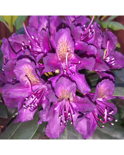 Рододендрон гібридний Марсель Менард | Rhododendron Marcel Menard | Рододендрон Марсель Менард