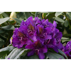 Рододендрон гібридний Марсель Менард | Rhododendron Marcel Menard | Рододендрон Марсель Менард