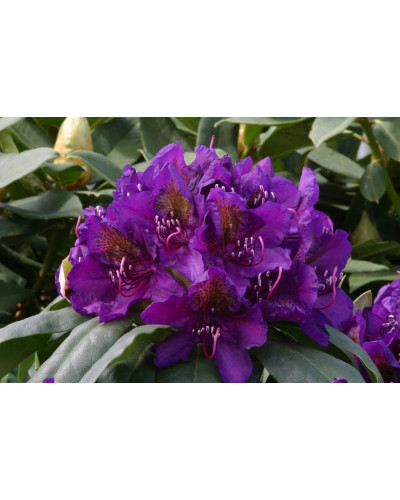 Рододендрон гібридний Марсель Менард | Rhododendron Marcel Menard | Рододендрон Марсель Менард