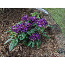 Рододендрон гібридний Марсель Менард | Rhododendron Marcel Menard | Рододендрон Марсель Менард
