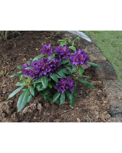 Рододендрон гібридний Марсель Менард | Rhododendron Marcel Menard | Рододендрон Марсель Менард