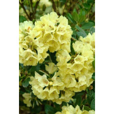 Рододендрон Голдкрон (жовтий) | Rhododendron Goldkrone | Рододендрон Голдкрон (желтый)