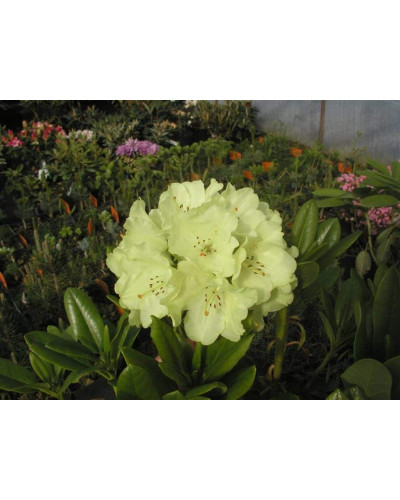 Рододендрон Голдкрон (жовтий) | Rhododendron Goldkrone | Рододендрон Голдкрон (желтый)