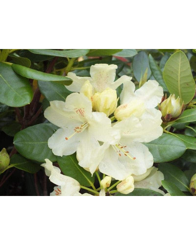 Рододендрон Голдкрон (жовтий) | Rhododendron Goldkrone | Рододендрон Голдкрон (желтый)