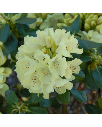 Рододендрон Голдкрон (жовтий) | Rhododendron Goldkrone | Рододендрон Голдкрон (желтый)