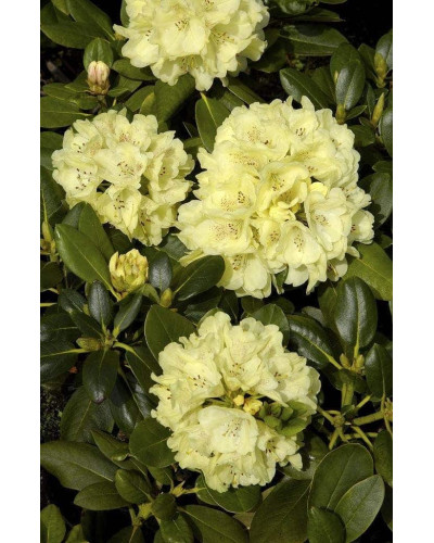 Рододендрон Голдкрон (жовтий) | Rhododendron Goldkrone | Рододендрон Голдкрон (желтый)
