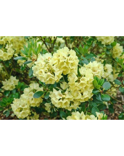 Рододендрон Голдкрон (жовтий) | Rhododendron Goldkrone | Рододендрон Голдкрон (желтый)