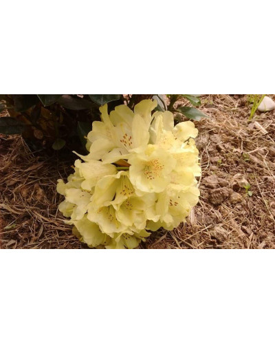 Рододендрон Голдкрон (жовтий) | Rhododendron Goldkrone | Рододендрон Голдкрон (желтый)