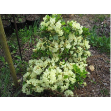 Рододендрон Голдкрон (жовтий) | Rhododendron Goldkrone | Рододендрон Голдкрон (желтый)