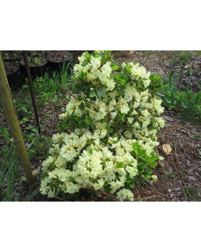 Рододендрон Голдкрон (жовтий) | Rhododendron Goldkrone | Рододендрон Голдкрон (желтый)