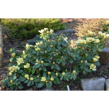 Рододендрон Голдкрон (жовтий) | Rhododendron Goldkrone | Рододендрон Голдкрон (желтый)