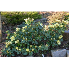 Рододендрон Голдкрон (жовтий) | Rhododendron Goldkrone | Рододендрон Голдкрон (желтый)