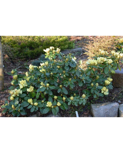 Рододендрон Голдкрон (жовтий) | Rhododendron Goldkrone | Рододендрон Голдкрон (желтый)