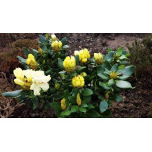 Рододендрон Голдкрон (жовтий) | Rhododendron Goldkrone | Рододендрон Голдкрон (желтый)