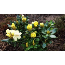 Рододендрон Голдкрон (жовтий) | Rhododendron Goldkrone | Рододендрон Голдкрон (желтый)