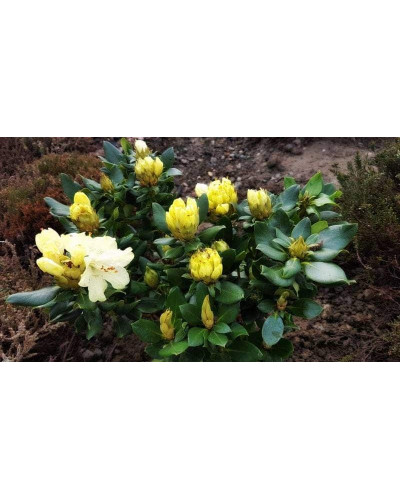 Рододендрон Голдкрон (жовтий) | Rhododendron Goldkrone | Рододендрон Голдкрон (желтый)