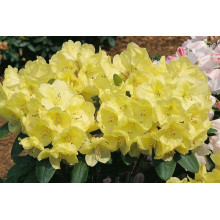 Рододендрон Голдкрон (жовтий) | Rhododendron Goldkrone | Рододендрон Голдкрон (желтый)