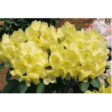 Рододендрон Голдкрон (жовтий) | Rhododendron Goldkrone | Рододендрон Голдкрон (желтый)