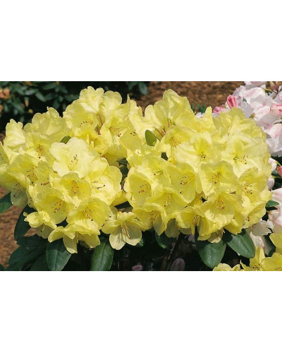 Рододендрон Голдкрон (жовтий) | Rhododendron Goldkrone | Рододендрон Голдкрон (желтый)